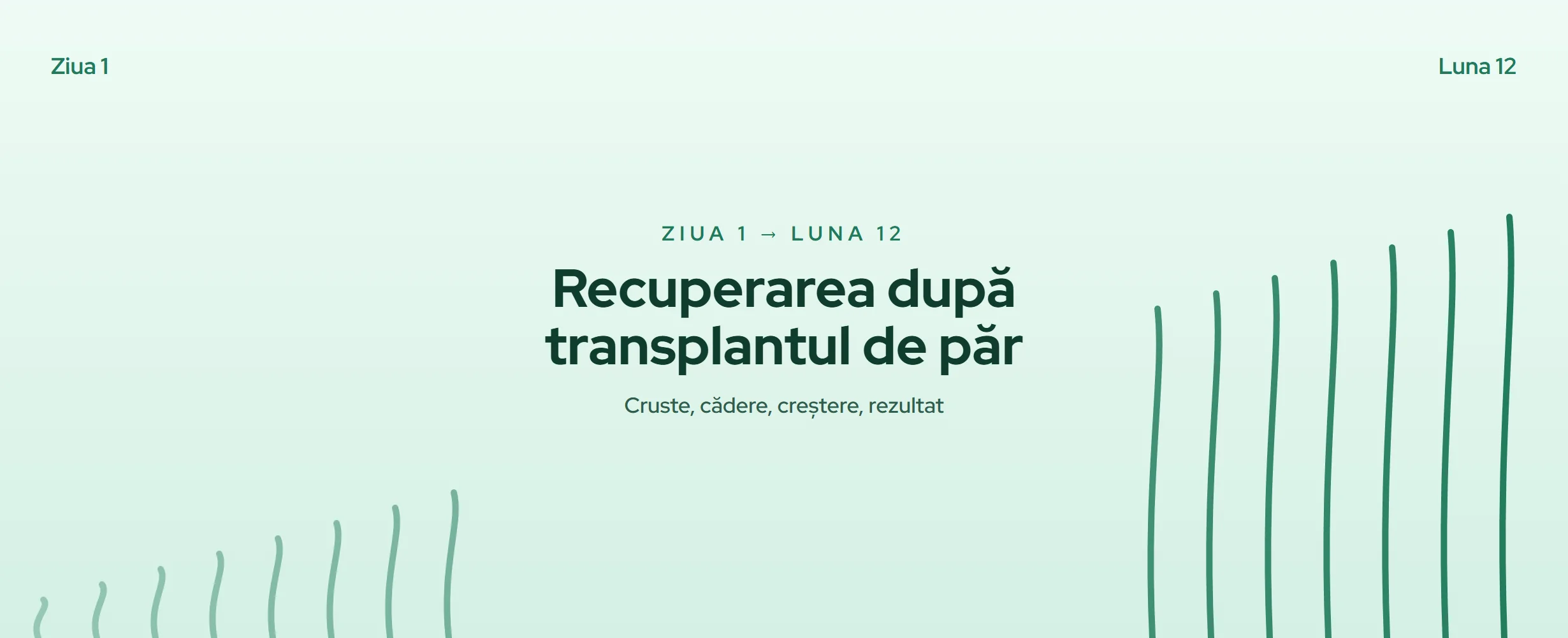 Recuperarea după transplant de păr: ziua 1 - luna 12 (2026)